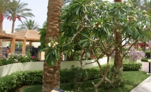 Oferta Speciala Hurghada 2