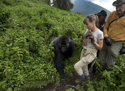 Rwanda: Turistii admira gorilele al caror numar este in crestere