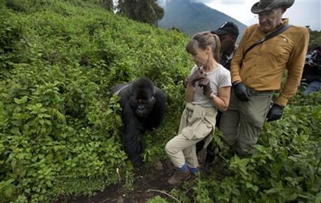 Rwanda: Turistii admira gorilele al caror numar este in crestere 1