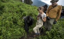 Rwanda: Turistii admira gorilele al caror numar este in crestere 1