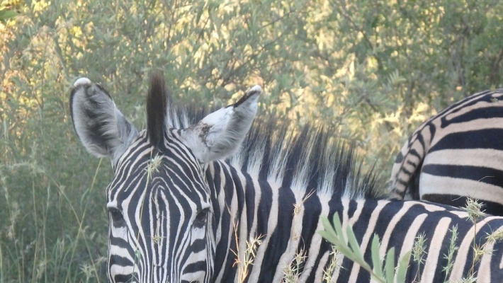 Parcul National Marakele din Africa de Sud 1