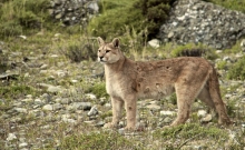 Jocul secret: Urmarirea unor lei de munte in Patagonia 4