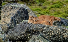 Jocul secret: Urmarirea unor lei de munte in Patagonia 6