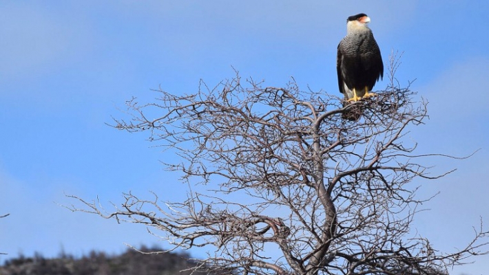 Jocul secret: Urmarirea unor lei de munte in Patagonia 7