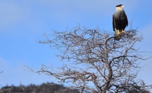 Jocul secret: Urmarirea unor lei de munte in Patagonia 7