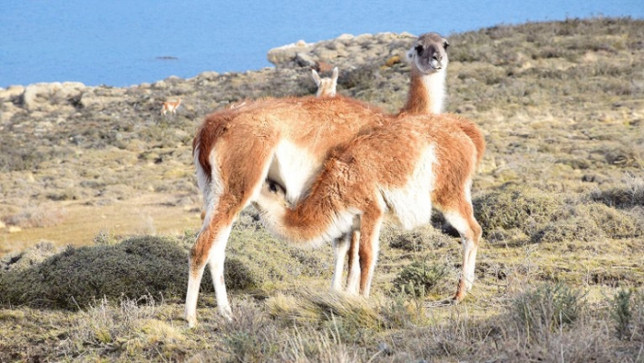 Jocul secret: Urmarirea unor lei de munte in Patagonia 8