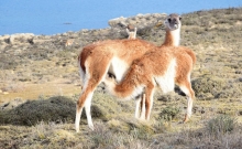 Jocul secret: Urmarirea unor lei de munte in Patagonia 8