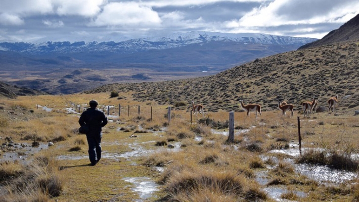 Jocul secret: Urmarirea unor lei de munte in Patagonia 9