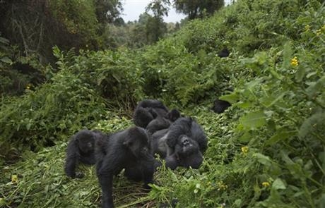 Rwanda: Turistii admira gorilele al caror numar este in crestere 2