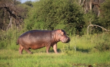 Parcul National Marakele din Africa de Sud 2