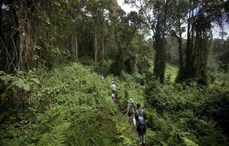 Rwanda: Turistii admira gorilele al caror numar este in crestere 3