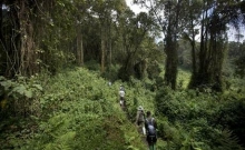 Rwanda: Turistii admira gorilele al caror numar este in crestere 3