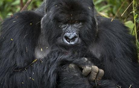 Rwanda: Turistii admira gorilele al caror numar este in crestere 4