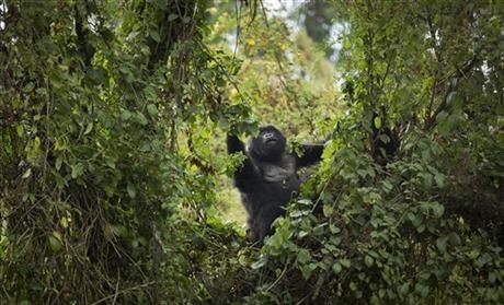 Rwanda: Turistii admira gorilele al caror numar este in crestere 5