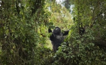 Rwanda: Turistii admira gorilele al caror numar este in crestere 5