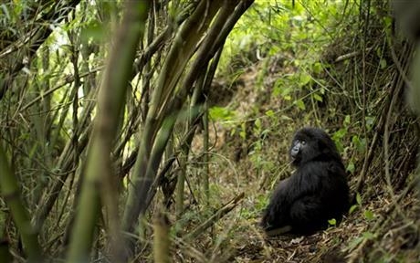 Rwanda: Turistii admira gorilele al caror numar este in crestere 6