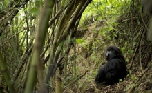 Rwanda: Turistii admira gorilele al caror numar este in crestere 6