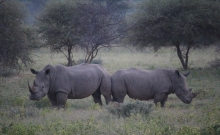 Parcul National Marakele din Africa de Sud 7