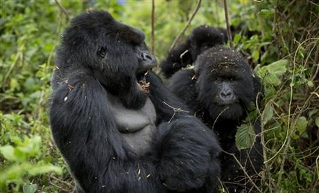 Rwanda: Turistii admira gorilele al caror numar este in crestere 7