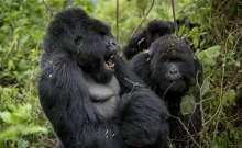 Rwanda: Turistii admira gorilele al caror numar este in crestere 7