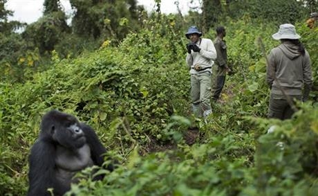 Rwanda: Turistii admira gorilele al caror numar este in crestere 8