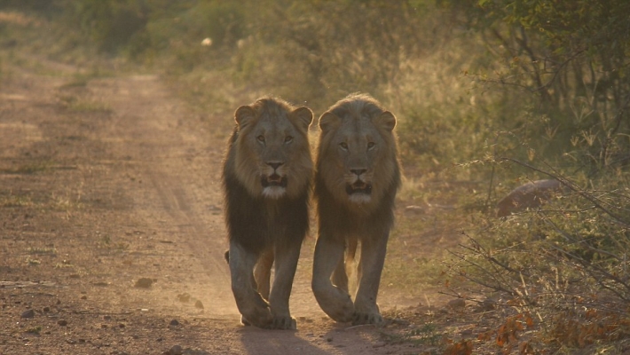 Parcul National Marakele din Africa de Sud 8