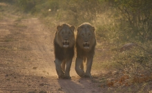 Parcul National Marakele din Africa de Sud 8