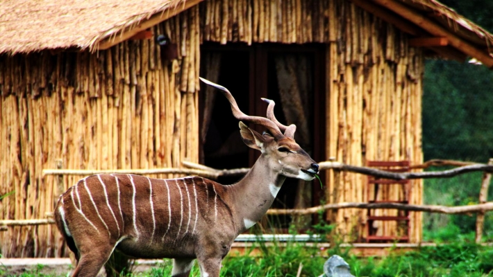 Masai Mara Lodge 1