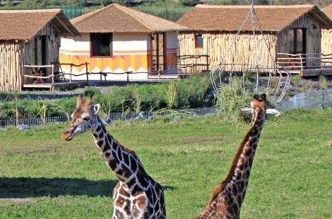 Masai Mara Lodge 5