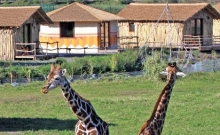 Masai Mara Lodge 5