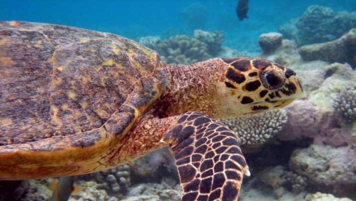 Atractii turistice Maldive 3