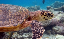 Atractii turistice Maldive 3